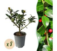 GreenboutiQ - Plantes pour haies - Ilex Blue maid - feuille verte - 8 plantes - 1 mètre linéaire - persistant - pot 9cm hauteur 25-30cm