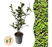 GreenboutiQ - Plantes pour haies - Ligustrum ovalifolium - feuille verte - 8 plantes - 1 mètre courant - persistant - pot 9cm hauteur 35-40cm