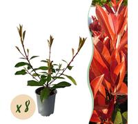 GreenboutiQ - Plantes pour haies - Photnia fraseri Red Robin - feuille rouge verte - 8 plantes - 1 mètre linéaire - persistant - pot 9cm hauteur 30-35cm
