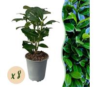 GreenboutiQ - Plantes pour haies - Prunus laurocerasus Novita - feuille verte - 8 plantes - 1 mètre linéaire - persistant - pot 9cm hauteur 30-35cm