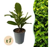GreenboutiQ - Plantes pour haies - Prunus laurocerasus Rotundifolia - Feuille verte - 8 plantes - 1 mètre linéaire - persistant - pot 9cm hauteur 30-35cm