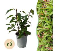 GreenboutiQ - Plantes pour haies - Prunus lusitanica Angustifolia - Feuille verte - 8 plantes - 1 mètre linéaire - persistant - pot 9cm hauteur 30-35cm