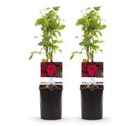 GreenboutiQ - Rosa grimpante - Rosa Red Climber - Fleur Rouge - Peu d'entretien - 2 plantes - Pot 11cm Hauteur 40cm