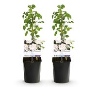 GreenboutiQ - Rosier grimpant - Rosa New Dawn - Fleurs Rose clair - Peu d'entretien - 2 plantes - Pot 11cm Hauteur 40cm