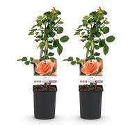 GreenboutiQ - Rosier grimpant - Rosa Orange Climber - Fleur Orange - Peu d'entretien - 2 plantes - Pot 11cm Hauteur 40cm