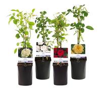 GreenboutiQ - Rosier grimpant - Rosa Rainbow - Fleurs Rose Blanc Jaune Rouge - Peu d'entretien - 4 plantes - Pot 11cm Hauteur 40cm