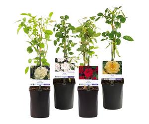 GreenboutiQ - Rosier grimpant - Rosa Rainbow - Fleurs Rose Blanc Jaune Rouge - Peu d'entretien - 4 plantes - Pot 11cm Hauteur 40cm