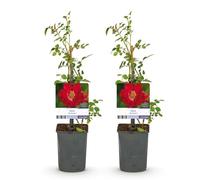 GreenboutiQ - Rosier grimpant - Rosa Red Queen - Fleurs rouges - Peu d'entretien - 2 plantes - Pot 11cm Hauteur 40cm