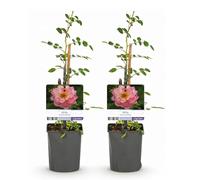 GreenboutiQ - Rosier grimpant - Rosa Salmon Queen - Fleurs rose clair - Peu d'entretien - 2 plants - Pot 11cm Hauteur 40cm