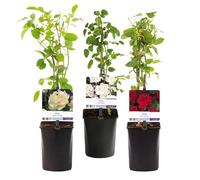 GreenboutiQ - Rosier grimpant - Rosa Tricolour - Fleurs Rose Blanc Rouge - Peu d'entretien - 3 plantes - Pot 11cm Hauteur 40cm