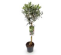 GreenboutiQ - Véritable Olivier - Olea Europaea - Plante sur Tige - Plante de Terrasse - Persistante - Peu d'Entretien - Pot 19cm Hauteur 90cm