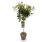 GreenboutiQ Viburnum tinus Eve Price Plante de jardin, plantes tribales, plantes de terrasse, à feuilles persistantes, peu d'entretien, pot de 19 cm, hauteur 90 cm
