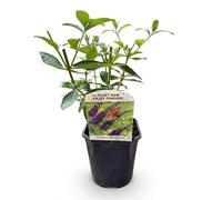 GreenboutiQ - Vigne à papillons - Buddleja davidii Empire Blue - Fleur Bleue - 1 Plante - Feuillage Caduc - Attire les Papillons - Pot 17cm Hauteur 25cm