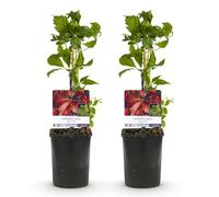 GreenboutiQ - Vigne Sauvage - Parthenocissus Engelmannii - Feuilles Vertes puis Rouges - Peu d'entretien - 2 plantes - Pot 11cm Hauteur 40cm