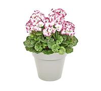 Greenbrokers Jardinière Artificielle de géranium Blanc et Violet Gris 60 cm