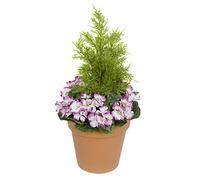 GreenBrokers Jardinière Artificielle en Terre Cuite avec géraniums Violets et cèdre topiaire.
