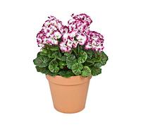 GreenBrokers, Jardinière en Terre Cuite., 45cm