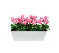 GreenBrokers Limited Coffret Artificielle Rose Cyclamen Jardinière, Blanc Tin bac à Nourriture Pot de Fleurs 45 cm