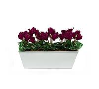 GreenBrokers Limited Coffret Artificielle Violet Cyclamen Jardinière, Blanc Tin bac à Nourriture Pot de Fleurs 45 cm