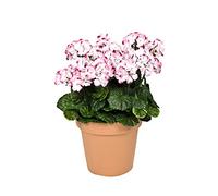 GreenBrokers Lot de 2 paniers Ronds à Suspendre en Fibre de Coco, Jardinière en Terre Cuite., 45cm