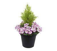 GreenBrokers Pot de Fleurs Artificiel en Plastique Noir avec géraniums et topiaire de cèdre Violet
