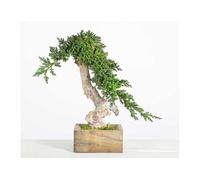 Greenmood Arbre Bonsaï Stabilisé 25 cm - BVJ/S25