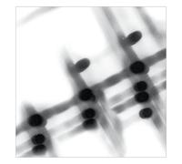 Gregor Samsa 40:13.5 (Vinyl)