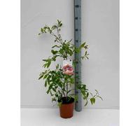 Grenadier 65 l 150-175 cm péri 20-25