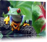 Grenouille d'arbre aux yeux rouges sur la branche Format: toile 80x60auf, XXL énormes Photos complètement encadrés par la civière, l'impression de l'image Art mural avec cadre, moins cher que peintures à l'huile et de l'image, aucune affiche ou poster