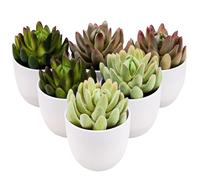 Gresorth 6 Pièces Artificiel Succulentes Plante Décoration en Pots Assortis Mini Aloès Faux Lotus Paysage Parure Noël Anniversaire