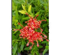Grevillea 'new blood' taille du pot - en
