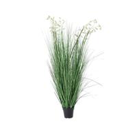 Grevillea Plant White C-Pot X9F H150