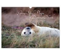 Grey Seal Pups of Donna Nook (Wall Calendar 2026 DIN A3 landscape), CALVENDO 12 Month Wall Calendar: New borns and week old seal pups