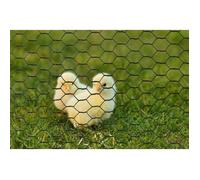 Grillage pour animaux triple torsion vert, H.0.5 x L.3 m, maille H.13 x l.13 mm