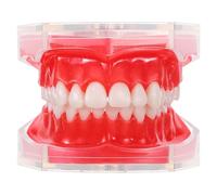GRIRIW Modèle Éducatif de Dent Humaine pour Entraînement Pratique Dents Amovibles et Design Démontable en Résine et Plastique pour Développement des Compétences Professionnelles