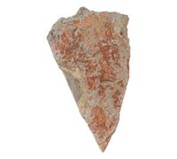 GRIRIW Spécimen Naturel de Fougère en Pierre pour Décoration Élégante, Collection de Fossiles Botaniques Authentiques, pour Bureau ou Maison