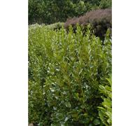 Griseline du littoral taille du pot - en pot de 7.5 litres