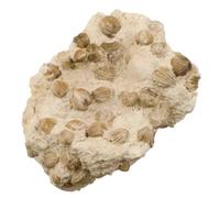 Gros bloc rhynchonelles fossiles