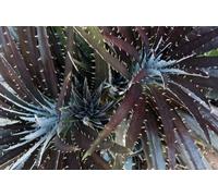 Gros plan des rosettes d'une plante succulente épineuse. ; Atlanta Botanical Garden Atlanta Georgia. Poster imprimé par Darlyne Murawski (43,2 x 28,9 cm)