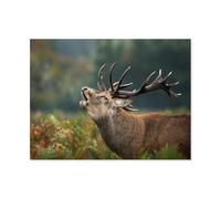 Gros Plan d'un cerf，Puzzles pour Enfants Jeux de Puzzle en Papier Bricolage 1000 pièces（38x26cm）-O92