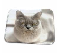 Gros Plan d'un Chat Birman Bleu Américain. Animaux De Compagnie Paillasson D'Entree Durable Welcome Paillassons Lavable en Machine Paillasson Intérieur pour Baignoire Extérieur Couloir 40X60 Cm