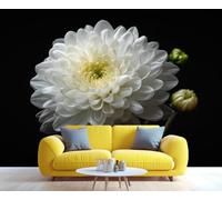 Gros plan d'un chrysanthème blanc, fresque murale élégante représentant un motif floral, une touche de sérénité pour le salon ou la chambre. 300x210cm (Non autocollant)