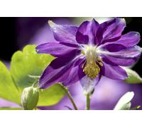 Gros plan d'une fleur d'ancolie violette Aquilegia espèce. ; Brewster Massachusetts. Poster imprimé par Darlyne Murawski (17 x 11)