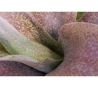 Gros plan d'une grande plante succulente tachetée. Tower Hill Botanic Garden Boylston Massachusetts. Poster imprimé par Darlyne Murawski (43,2 x 28,9 cm)