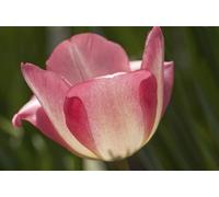 Gros plan d'une tulipe rose tulipe espèce au printemps.; Framingham Massachusetts. Poster imprimé par Darlyne Murawski (17 x 11)