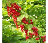 Groseillier à grappes junifer - pot de 5l
