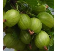 Groseilliers Blancs Invicta 2L - Plante de Jardin, Arbres fruitiers - la Décoration Parfaite pour Votre Propriété - Pour les Débutants et les Jardiniers Professionnels