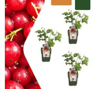 Groseilliers - Ribes rubrum - biologique | 3 pièces - 20cm - Ø13cm - Plante de jardin - Légumes et fruits