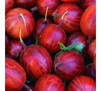 Groseilliers Rouges Hinnonmaki Rot 1L - Plante de Jardin, Arbres fruitiers - la Décoration Parfaite pour Votre Propriété - Pour les Débutants et les Jardiniers Professionnels
