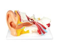 Grossissement 3X 4 pièces Oreille Modèle anatomique externe moyenne oreille interne Modèle pour anatomie médicale et physiologie Étude Recherche Enseignement Affichage avec base, Modèle d'oreille